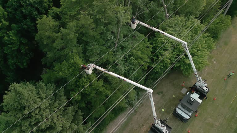 Best Tree Cabling and Bracing  in Ladonia, AL